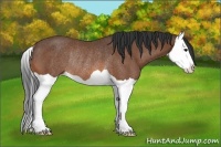 Horse Color:Bay Splash Rabicano 