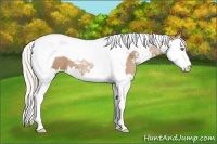 Horse Color:Silver Black Pearl Sabino Splash Tobiano 