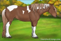 Horse Color:Chestnut Tobiano