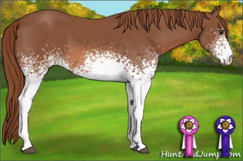 Horse Color: White Spotted Liver Chestnut 