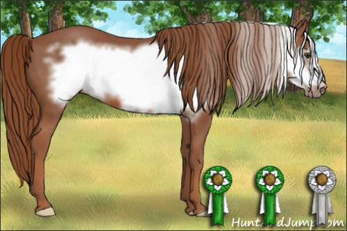 Horse Color: Liver Chestnut Frame 