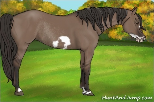 Horse Color: Liver Red Dun Frame Rabicano 
