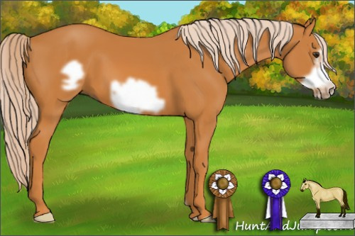 Horse Color: Chocolate Palomino Frame 