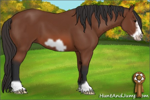 Horse Color: Bay Frame 