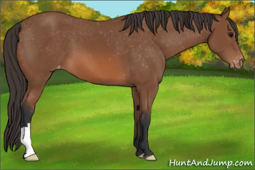 Horse Color: Bay Blanket 