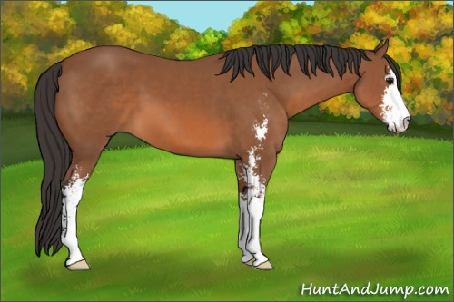 Horse Color: Bay Sabino 