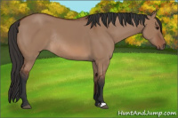 Horse Color:Bay Dun Rabicano 