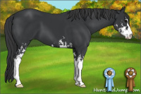 Horse Color:Black Sabino 