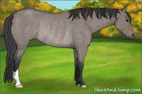 Horse Color:Grullo Roan Rabicano 