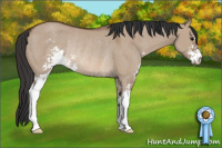 Horse Color:Bay Dun Sabino Rabicano 