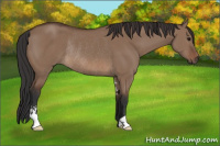 Horse Color:Bay Dun Sabino Rabicano 