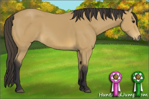 Horse Color: Buckskin 