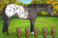 Horse Color:Black Appaloosa 
