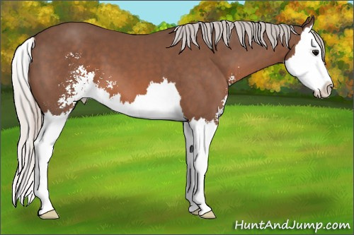 Horse Color: Silver Black Sabino Splash 