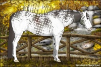 Horse Color:White Spotted Smoky Black Rabicano