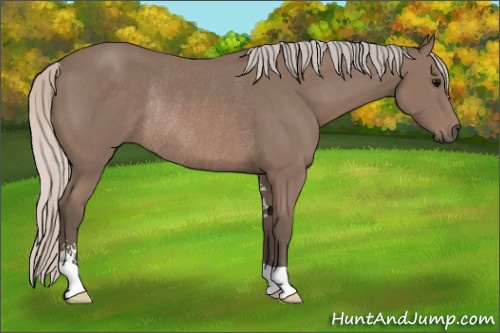 Horse Color: Silver Black Sabino Rabicano 