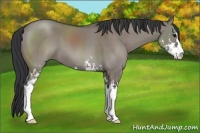 Horse Color:Grullo Sabino