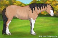 Horse Color:Bay Dun Sabino Rabicano 