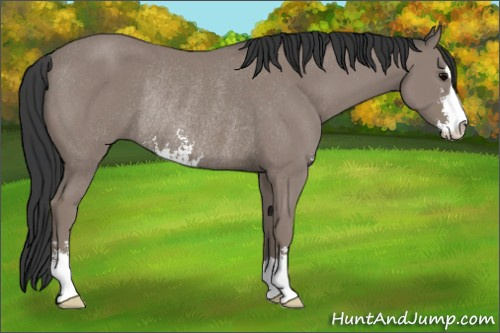 Horse Color: Black Sabino Rabicano 