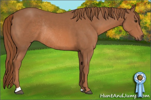 Horse Color: Liver Chestnut Rabicano 