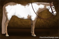 Horse Color:Chocolate Palomino Frame 