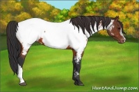 Horse Color:Brown Appaloosa 