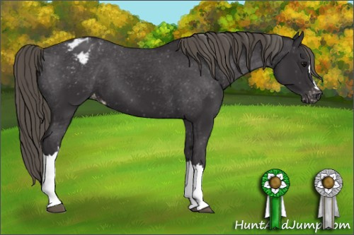 Horse Color: Buckskin Blanket 