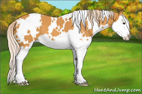 Horse Color: White Spotted Chocolate Palomino Splash 