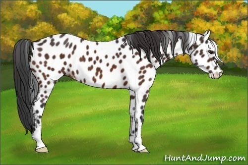 Horse Color: Brown Leopard 
