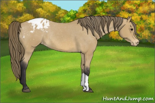 Horse Color: Buckskin Blanket Rabicano 