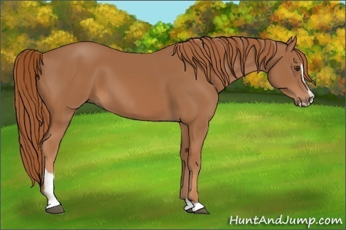 Horse Color: Chestnut Sabino 