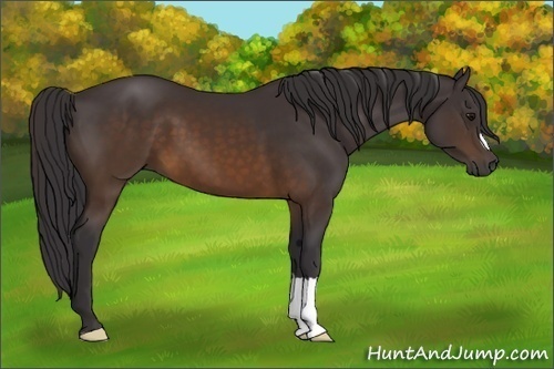Horse Color: Buckskin 