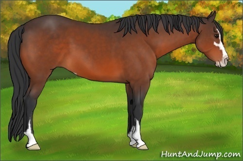 Horse Color: Bay Sabino 