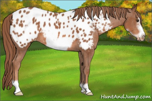 Horse Color: Chestnut Frame Near Leopard 