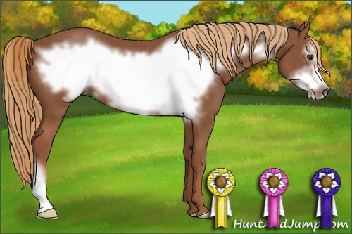 Horse Color: Liver Chestnut Frame 