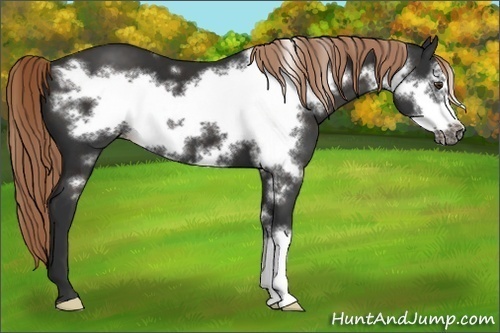 Horse Color: Liver Chestnut Frame 