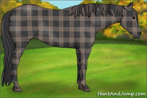 Horse Color: Plaid  Black Rabicano 
