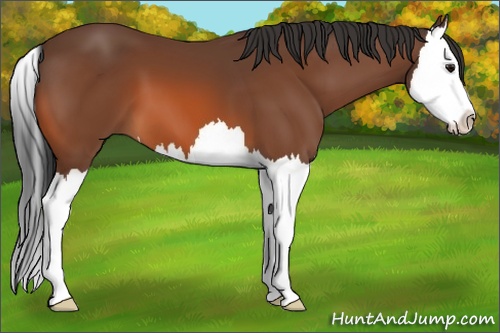 Horse Color: Bay Splash 
