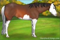Horse Color:Bay Splash 