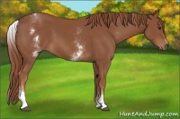 Horse Color:White Spotted Chestnut Sabino 