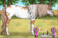 Horse Color:Chocolate Palomino Frame Appaloosa 