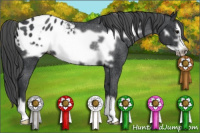 Horse Color:Black Frame Blanket Rabicano 