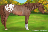 Horse Color:Liver Chestnut Blanket Rabicano 