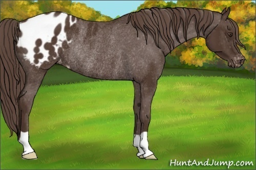 Horse Color: Liver Chestnut Blanket Rabicano 