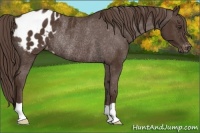 Horse Color:Liver Chestnut Blanket Rabicano 