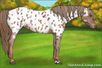 Horse Color:Chestnut Appaloosa 