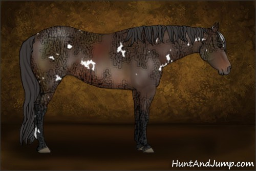 Horse Color: White Spotted Bay Ice 