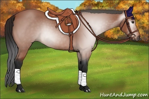 Horse Color:Gray Bay 