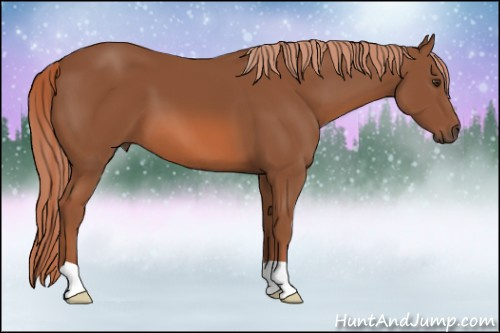 Horse Color: Liver Chestnut 