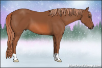Horse Color:Liver Chestnut 